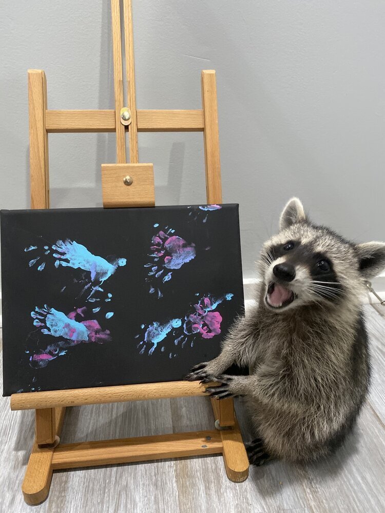Paintings by a Raccoon