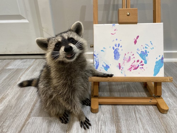 These Raccoons Are Creating Paintings Using Only Their Tiny Paws