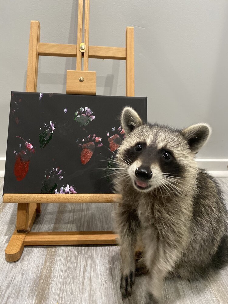 Raccoon Artwork