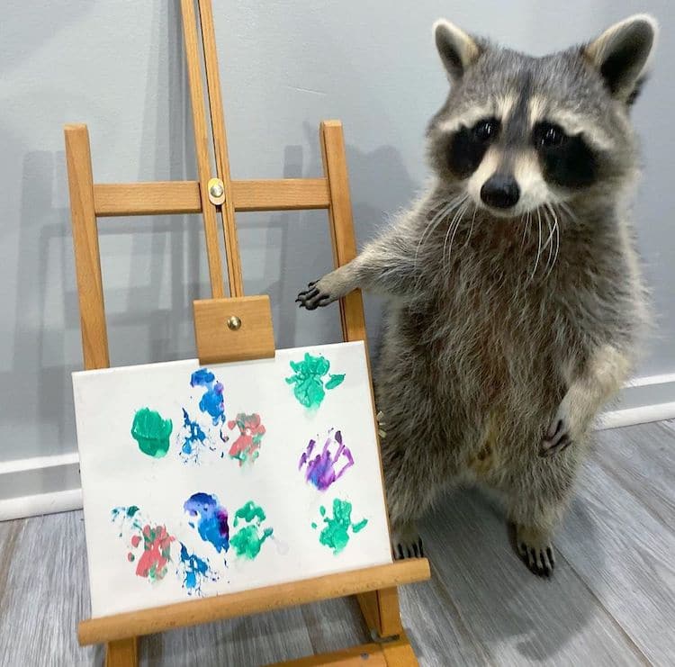 pinturas por mapaches