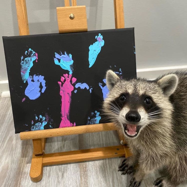 Paintings by a Raccoon