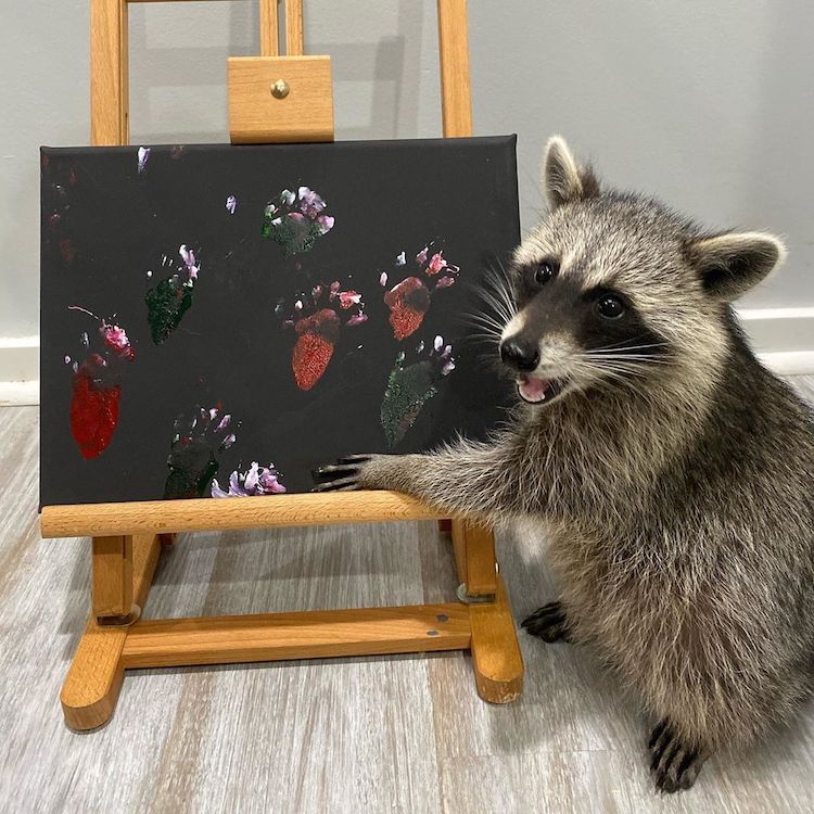 pinturas por mapaches