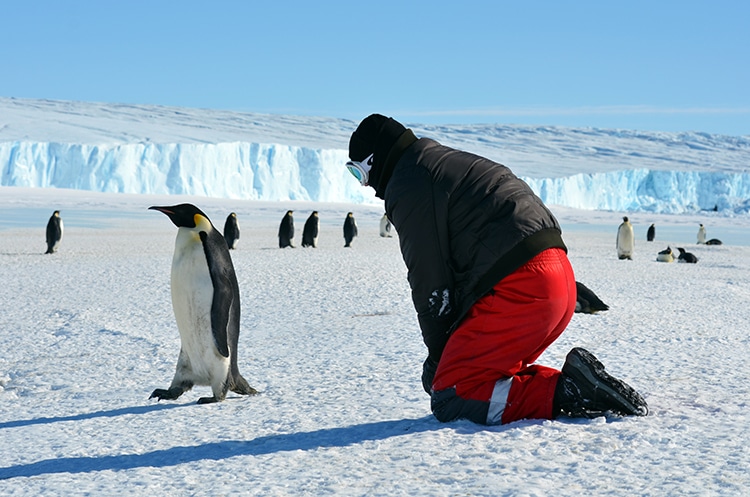 Researcher And Penguin