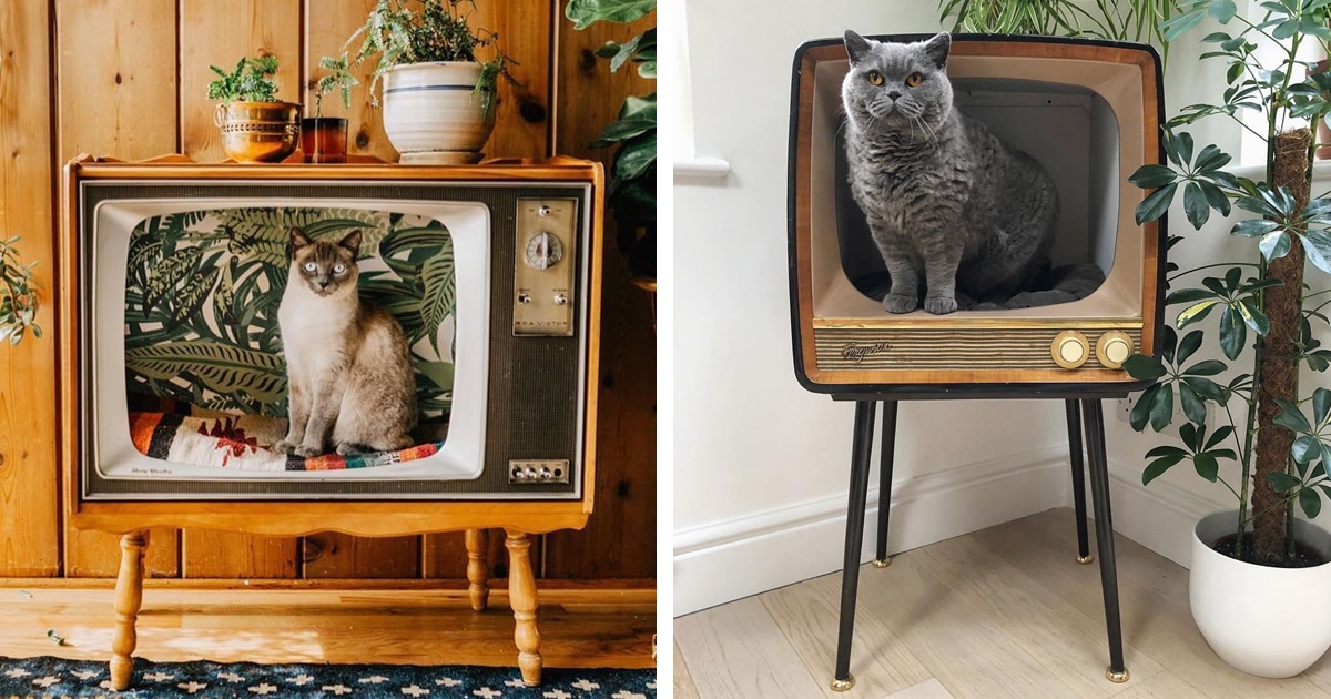 TV Cat Bed Trend Has People Turning 