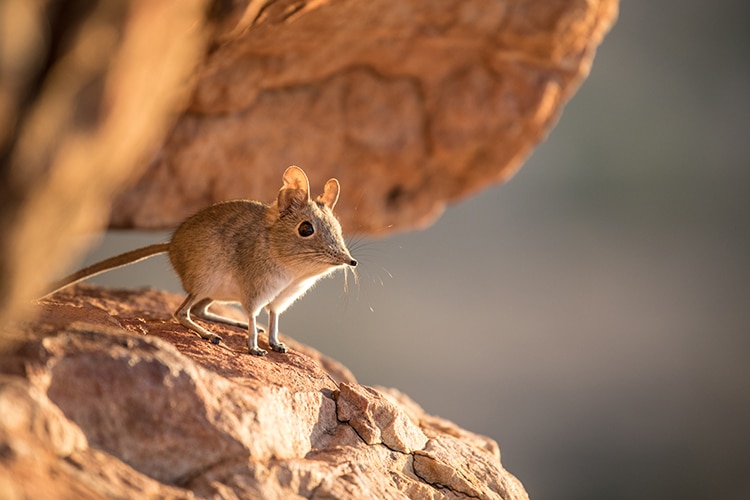 Researchers Document Elephant Shrew for First Time in 50 Years