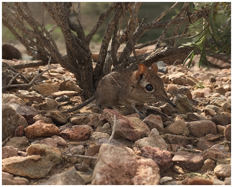 Somali Sengi