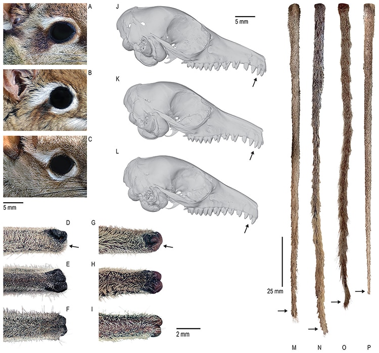 Sengi Skulls Chart