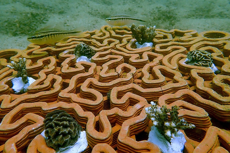 Coral On A Terra-Cotta Reef Tile