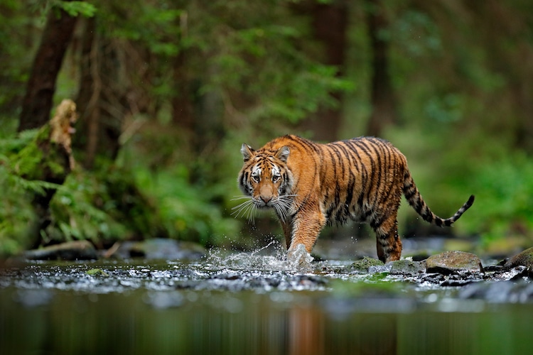 Realistic tiger drawing