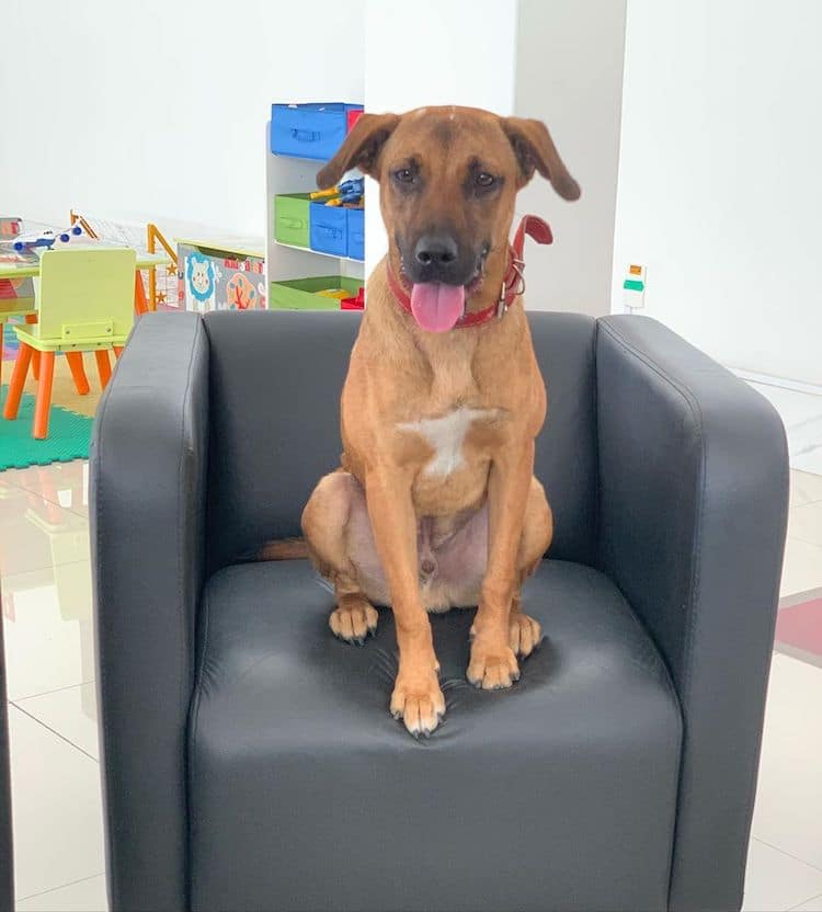 Stray Dog Gets a Job at Hyundai Dealership