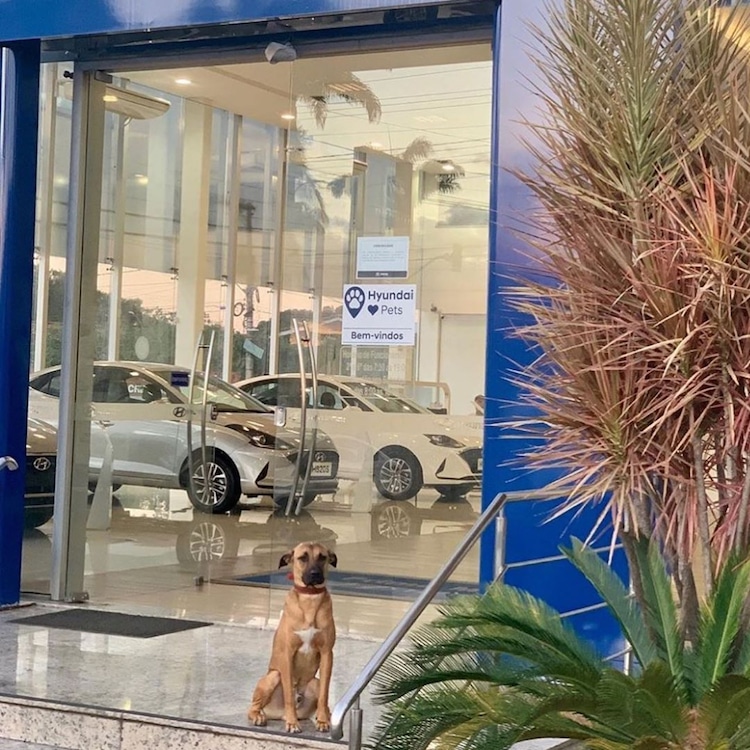 Stray Dog Gets a Job at Hyundai Dealership