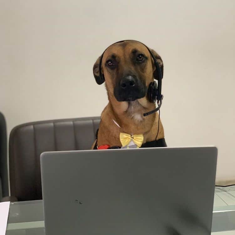 Stray Dog Gets a Job at Hyundai Dealership