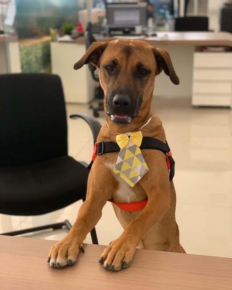 Stray Dog Gets a Job at Hyundai Dealership