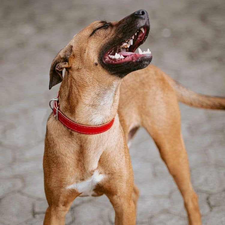 Stray Dog Gets a Job at Hyundai Dealership