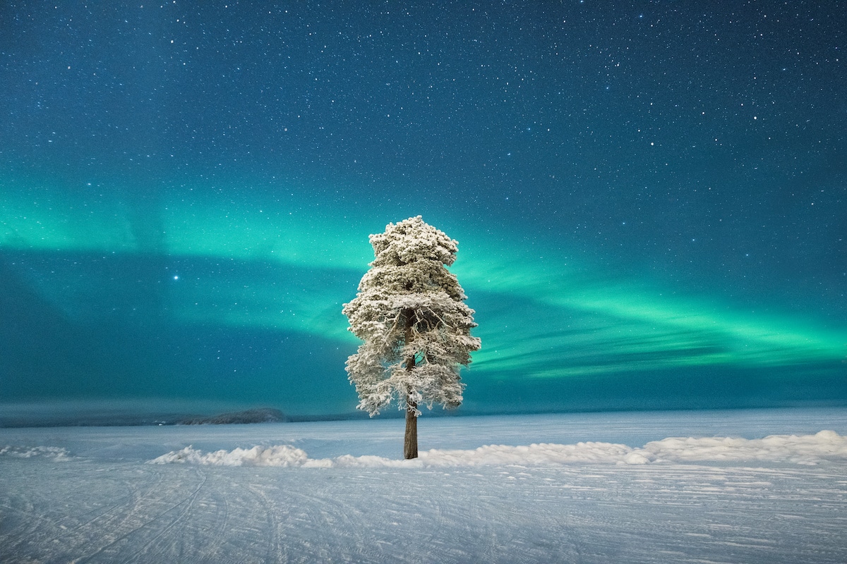 Árvore solitária na Lapônia com a aurora boreal