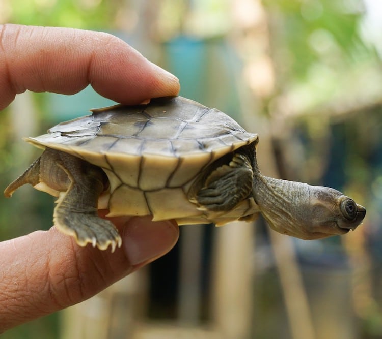 Baby Burmese roofed turtle