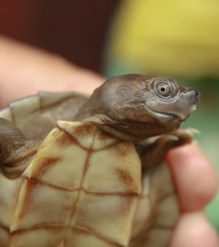 Burmese roofed turtle