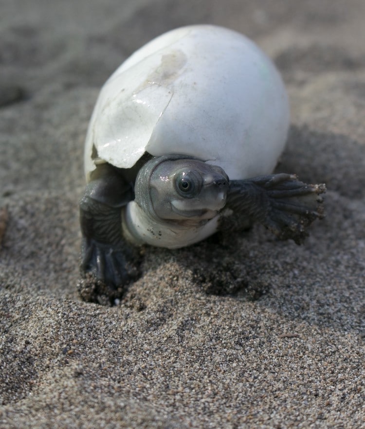 Burmese Roofed Turtle Hatching