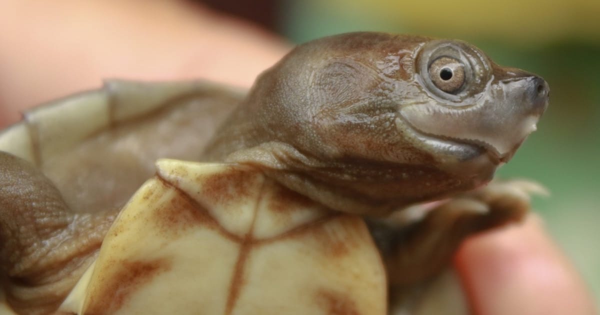 Conservationists Help Burmese Roofed Turtles Make a Comeback