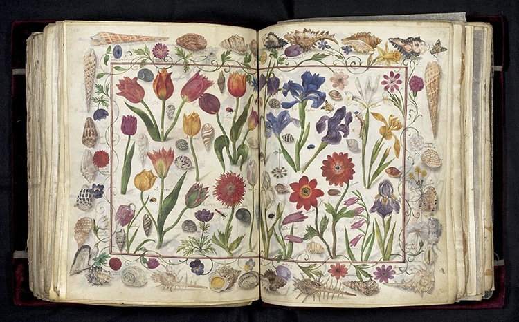Flores pintadas en el Große Stammbuch de Philipp Hainhofer