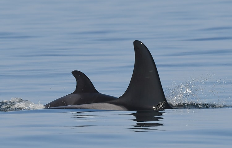 Orca Mother And Calf Dorsal Fins