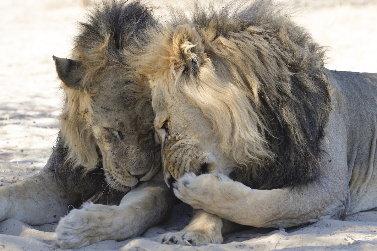 Two Lions in the Kalahari Desert