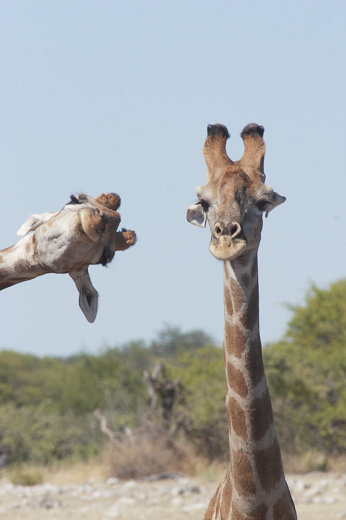 Two Giraffes at the Etosha National Park