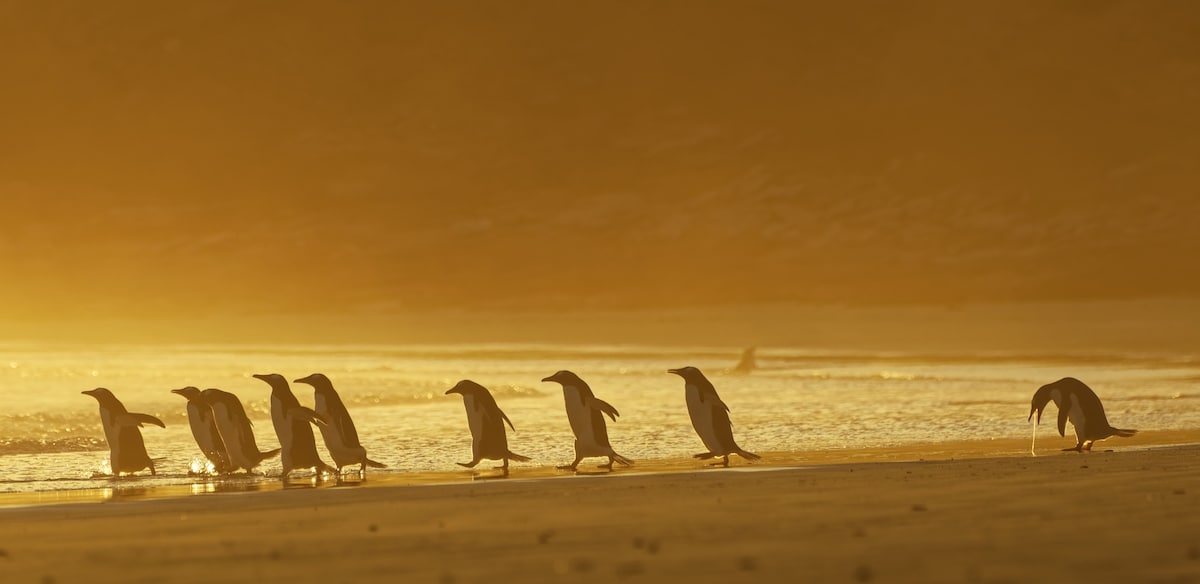 Pingüinos gentú en las Islas Falkland