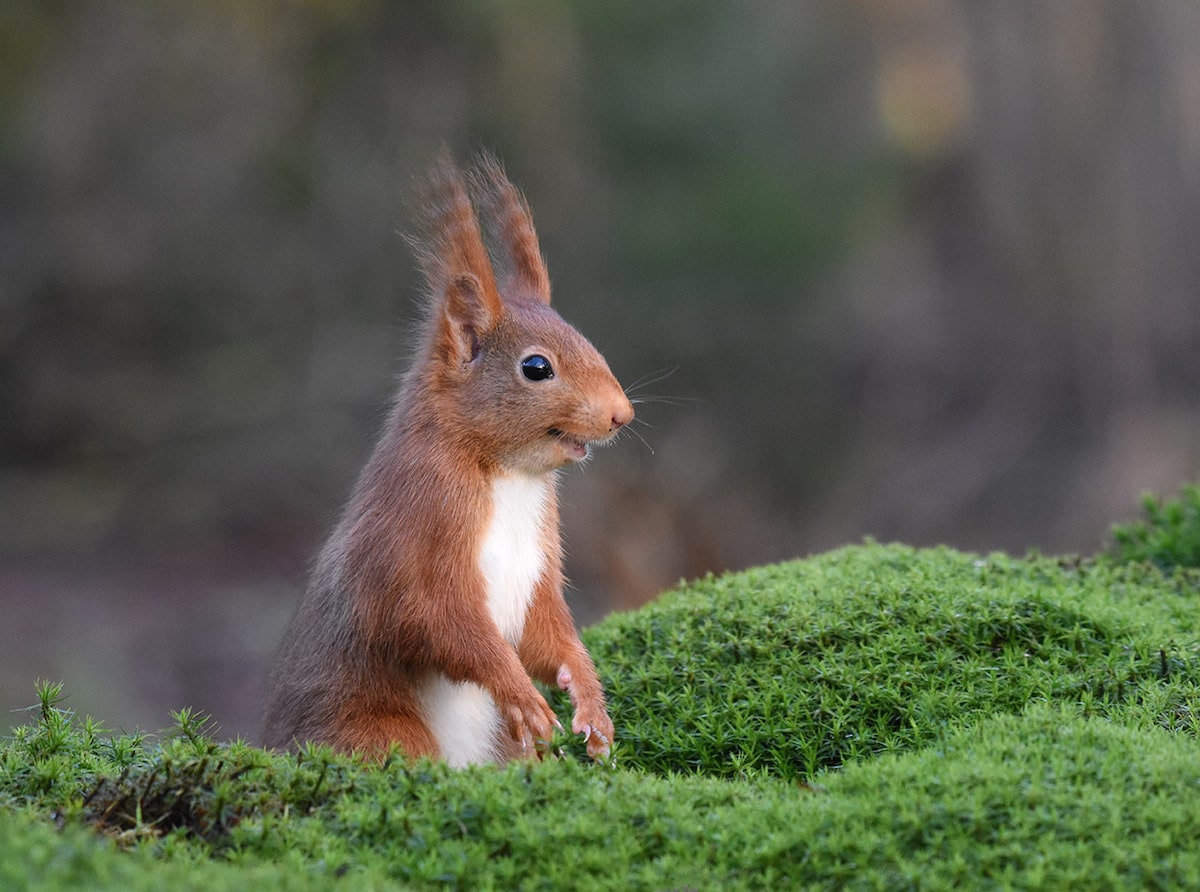 Eurasian Red Squirrel