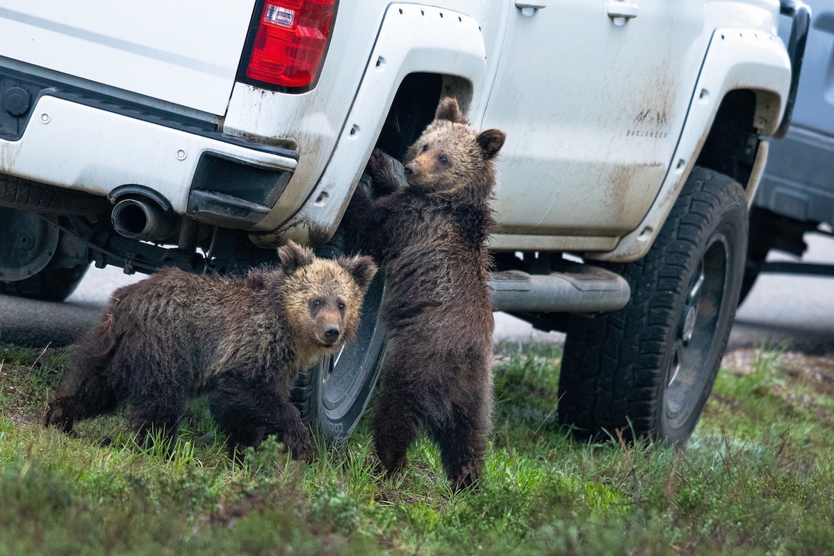 Grizzly Bears at the Grand Teton National Park