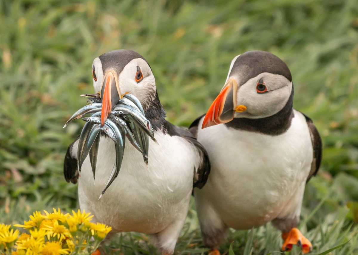 Two Atlantic Puffins