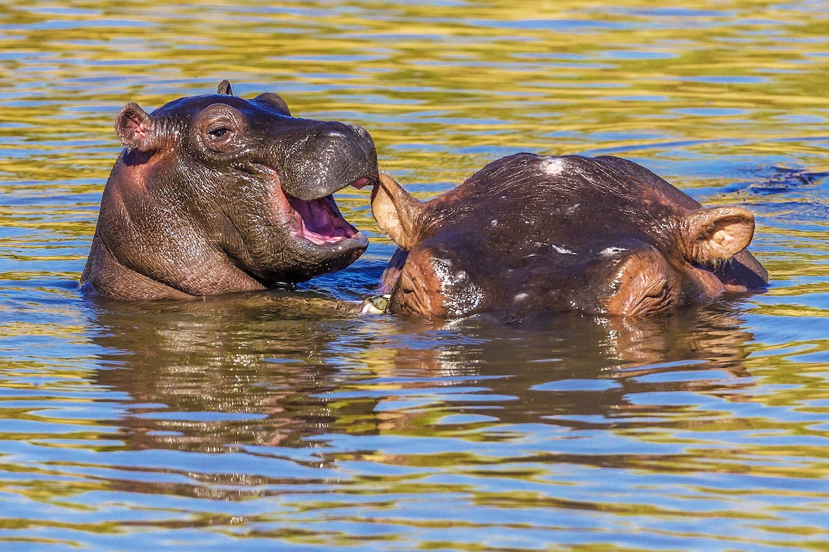 Dos hipopótamos en el agua en la Reserva Nacional de Masai Mara