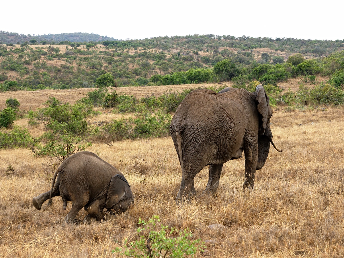 Cría de elefante cayéndose en Namibia