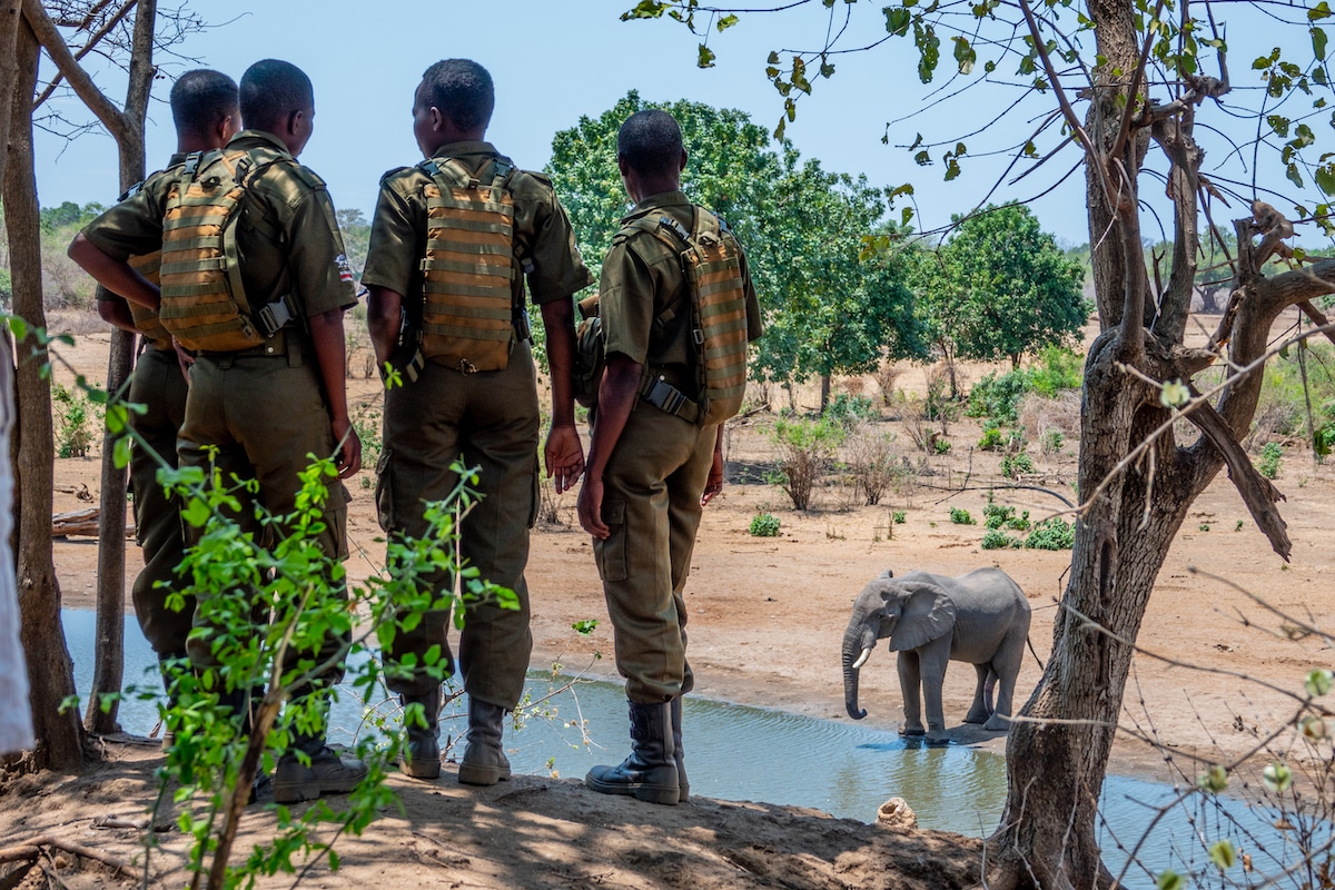 Akashinga Rangers Watching an Elephant at a Watering Hole