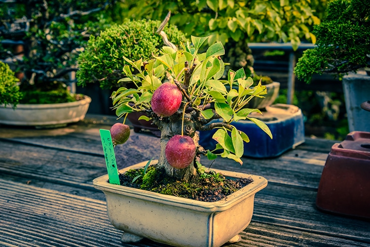 Los bonsáis frutales pueden dar manzanas de tamaño normal