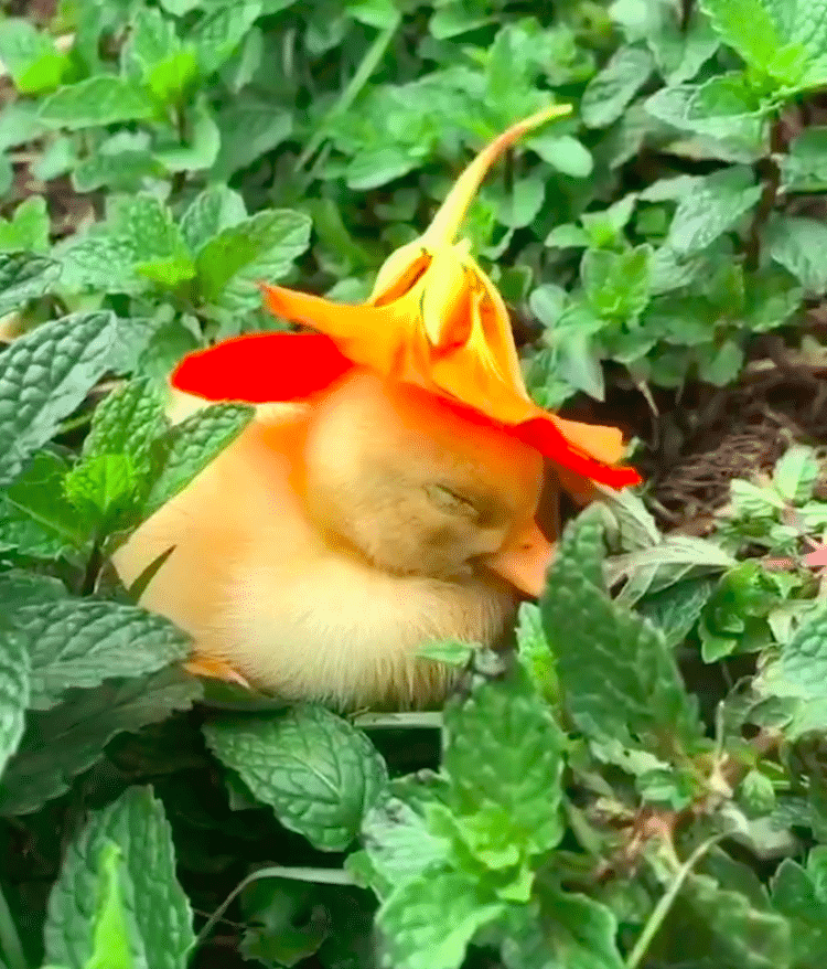 Patito dormido con una flor en la cabeza