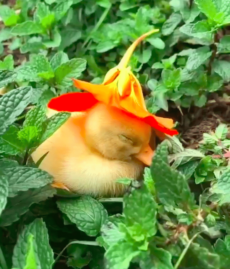 A Soul-Healing Video Of A Baby Duck Falling Asleep With A Flower