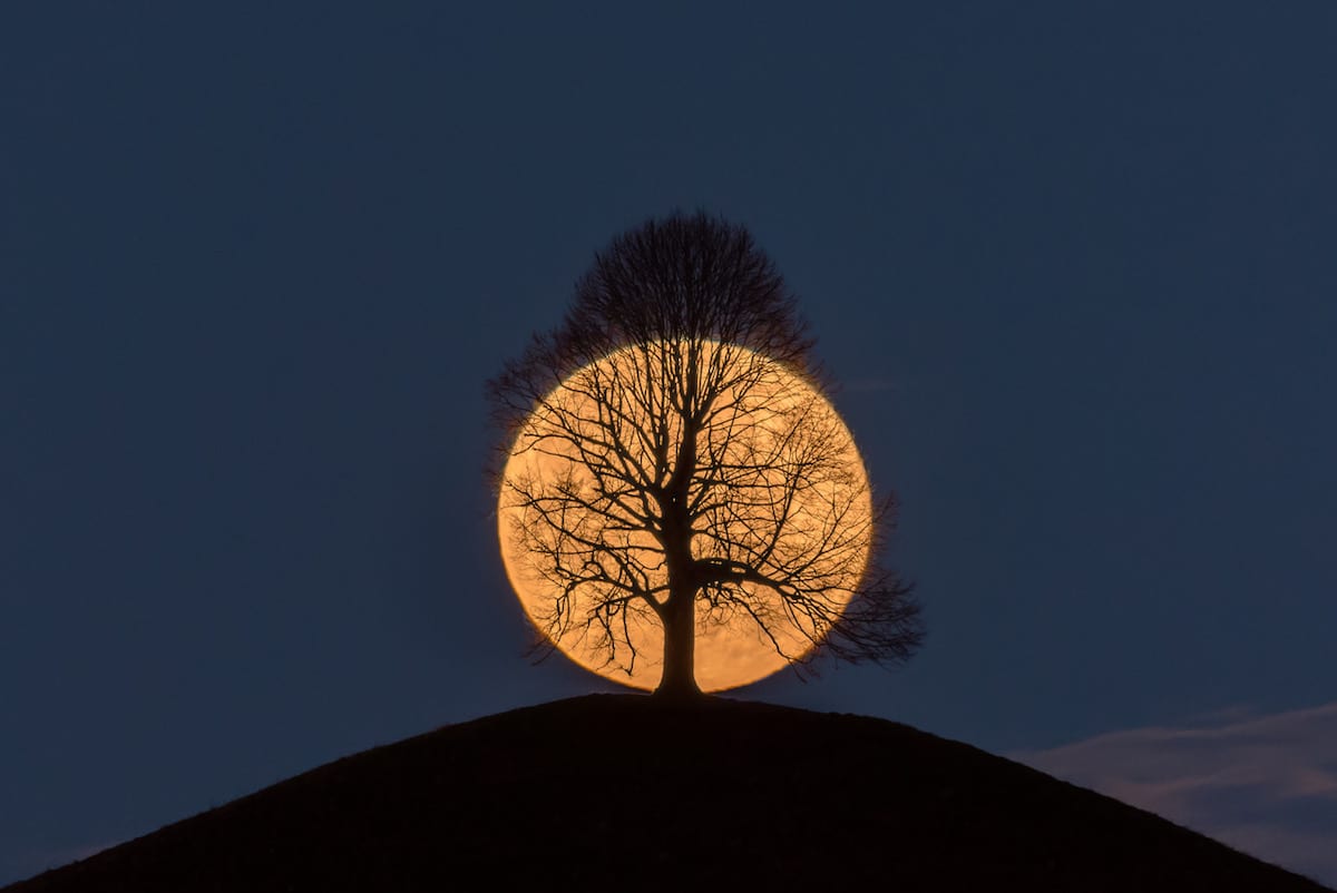 Full Moon Centered Behind a Tree.