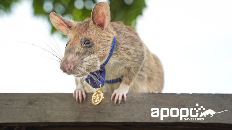 Landmine Detecting Rat Wins Gold Medal for Animal Bravey