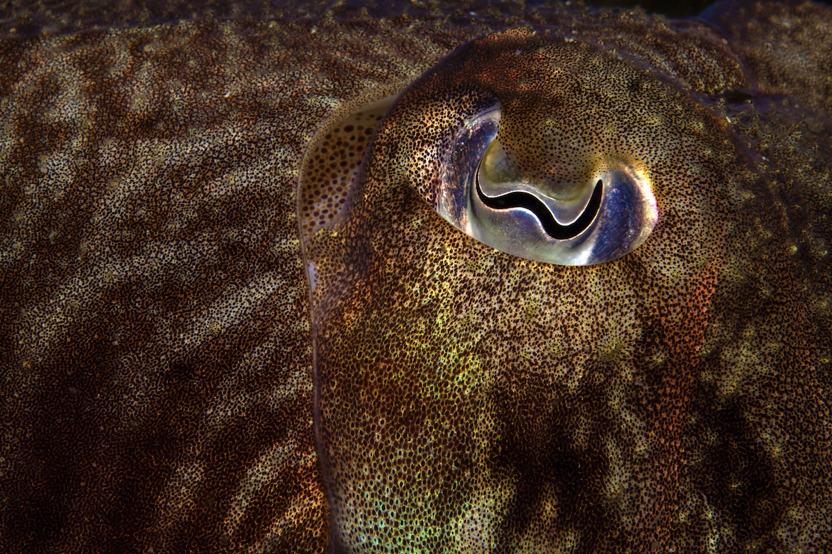 European Common Cuttlefish
