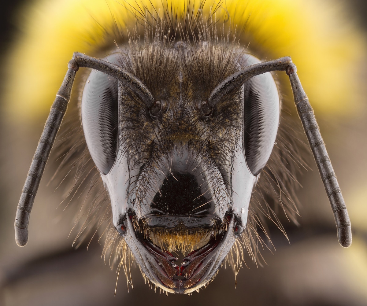 Foto macro de un abejorro