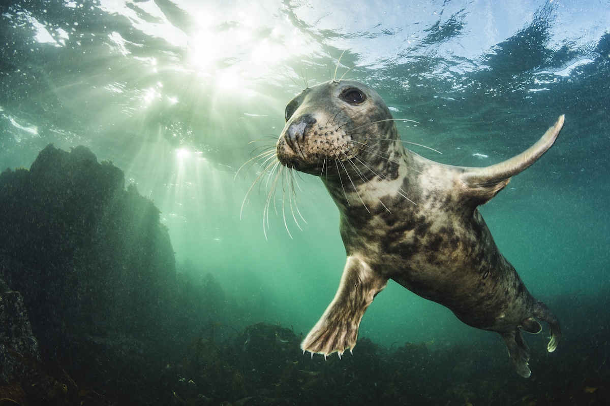 Grey Seal Underwater