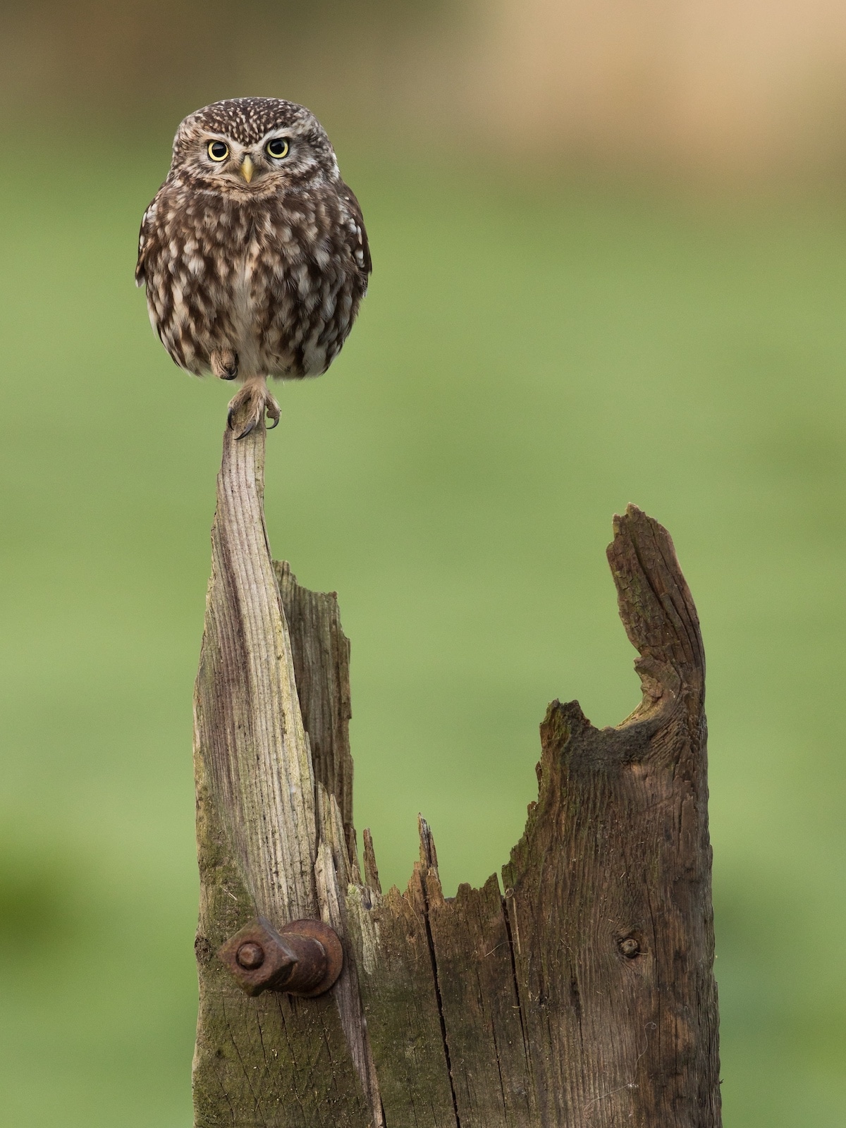 Little Owl Balancing on a Wood Pole