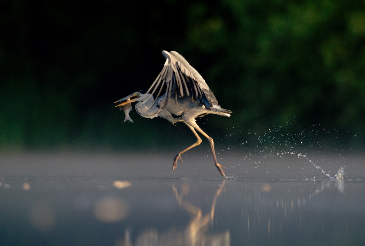 Garza caminando sobre el agua