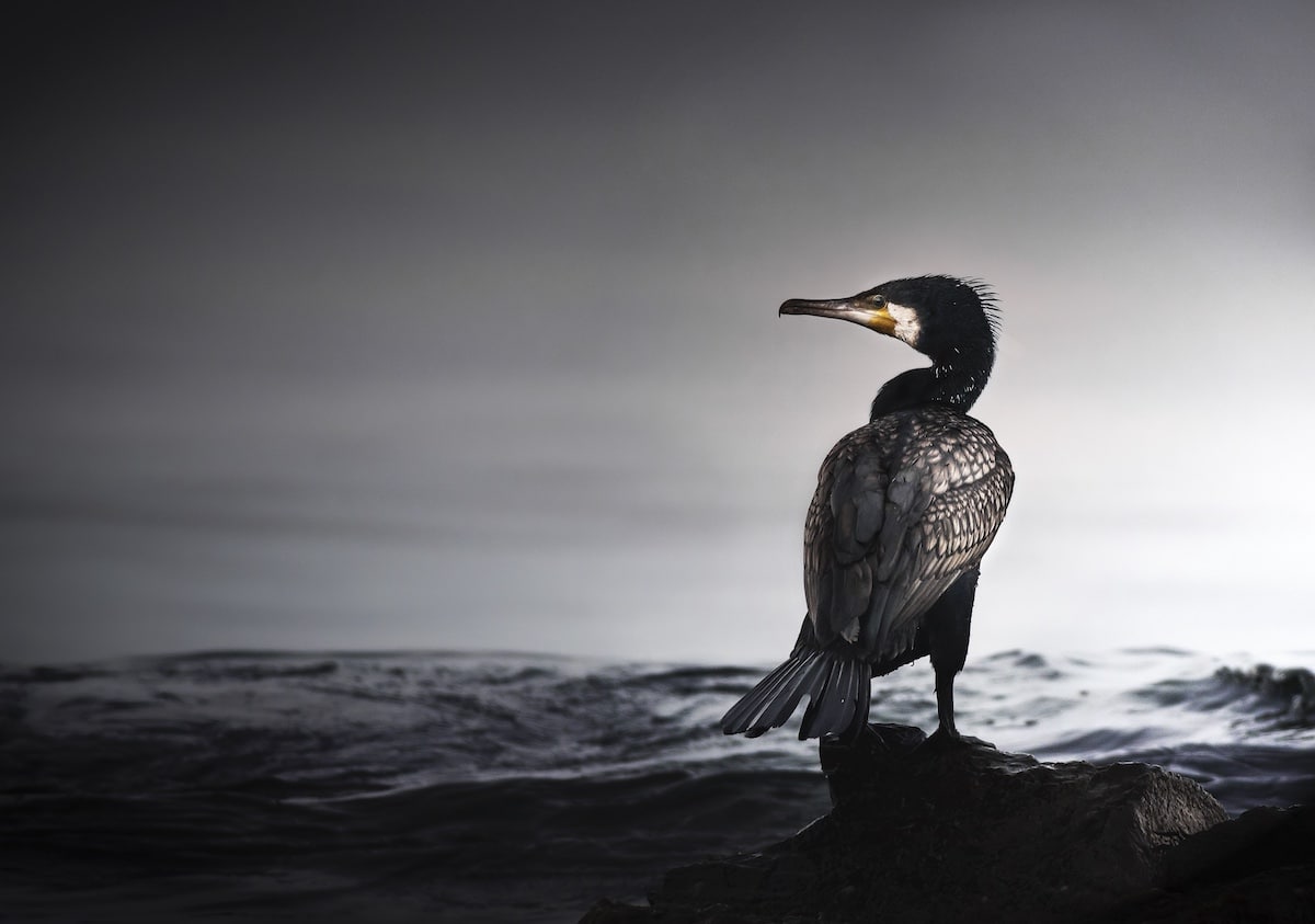 Cormorant Sitting on a Rock