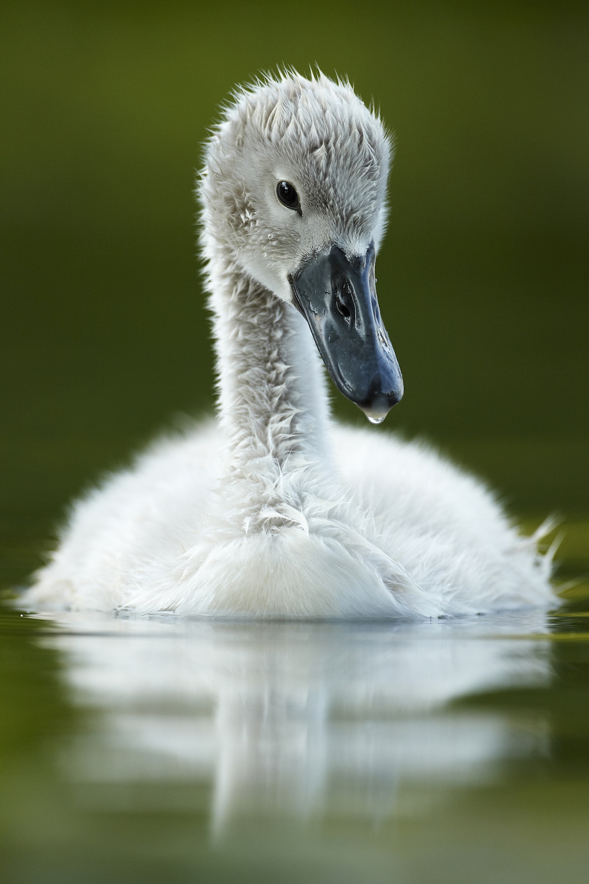 Mute Swan Cygnet Swimming in a Canal