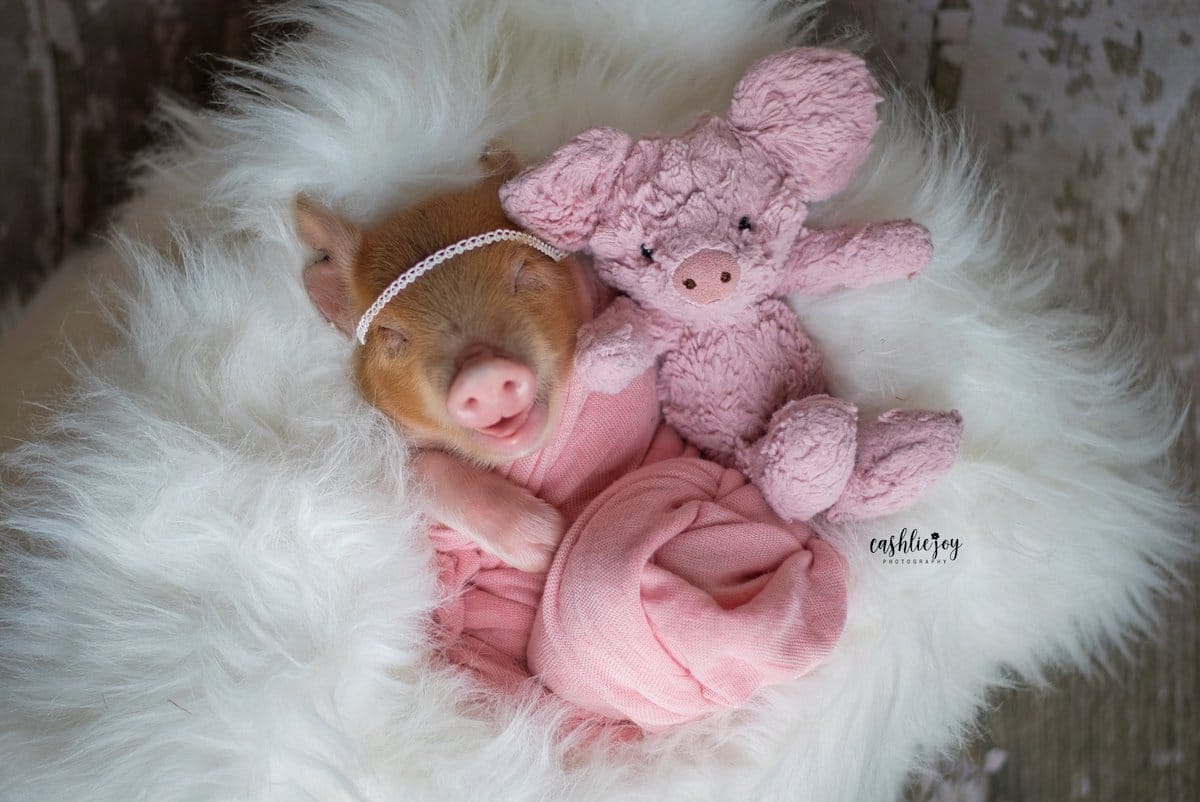 Cute Baby Pig Photos