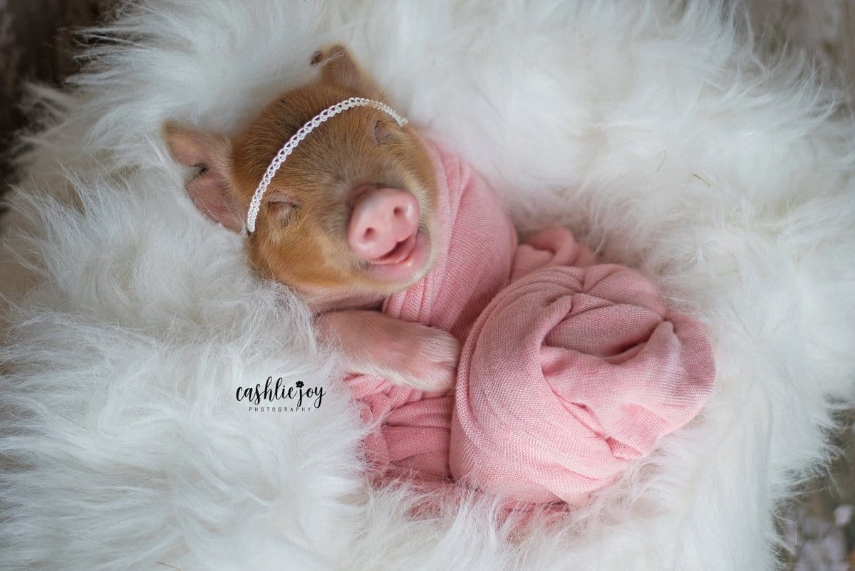 Adorable Piglet Photo