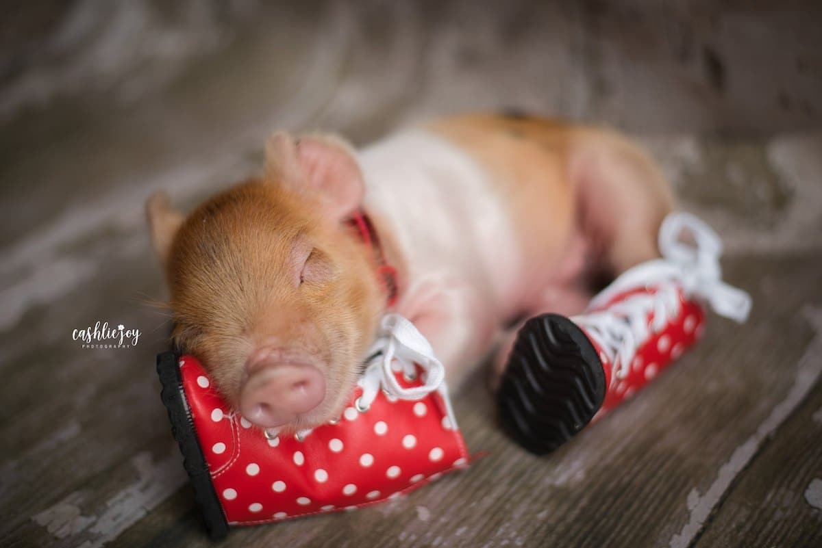 Cute Baby Pig Photos