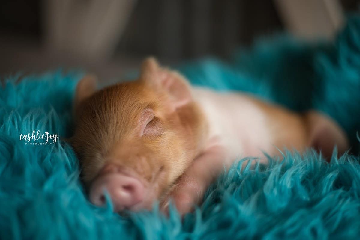 Newborn Photoshoot With a Baby Pig